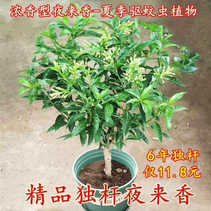 夜来香浓香型花卉盆栽四季常青夜来香树苗夏季开花驱蚊虫九里香