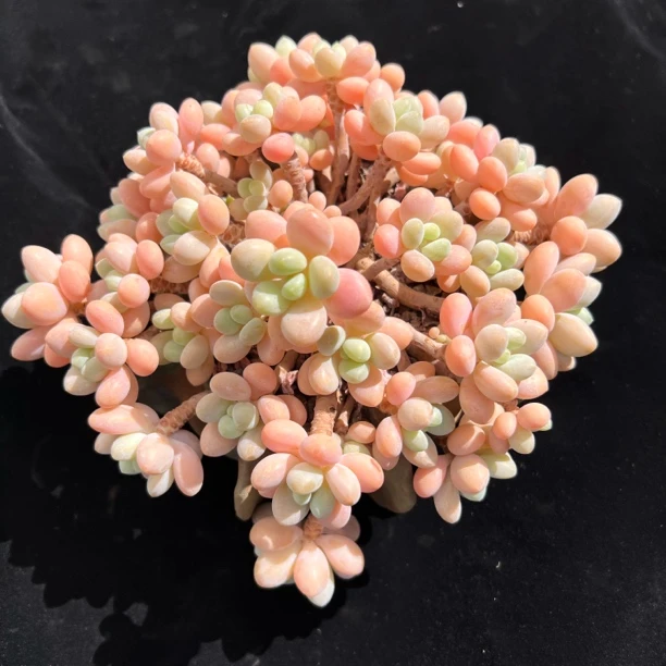 精选多肉植物一物一拍  精控小老桩 云南昆明发货 包邮