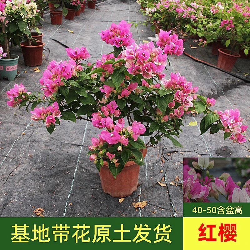 红樱带花苞 原盆原土三角梅 忠玺花卉基地开花 好养活