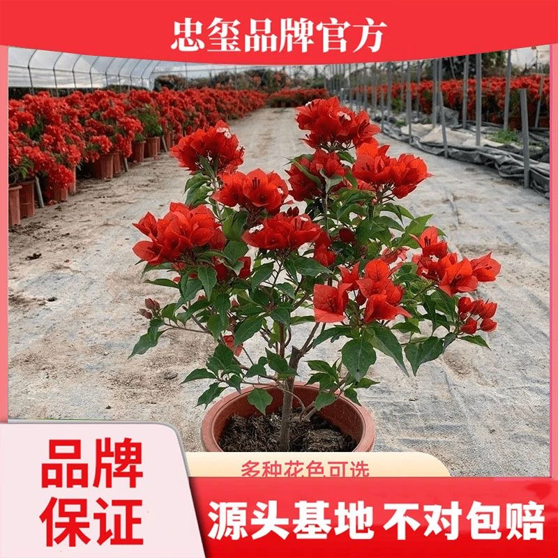 热火桑巴带花苞原盆原土 忠玺花卉基地