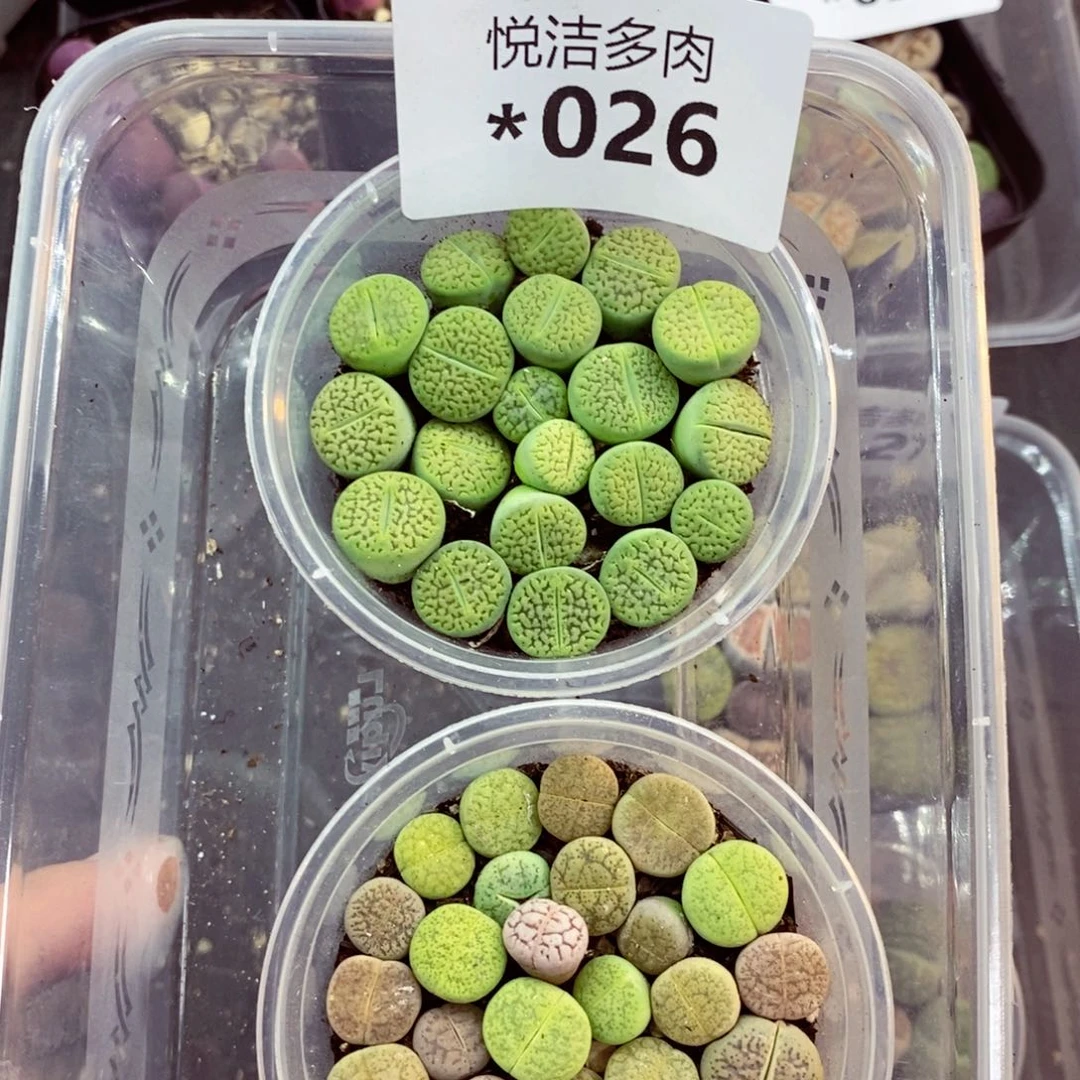 我的小姐姐们都是026