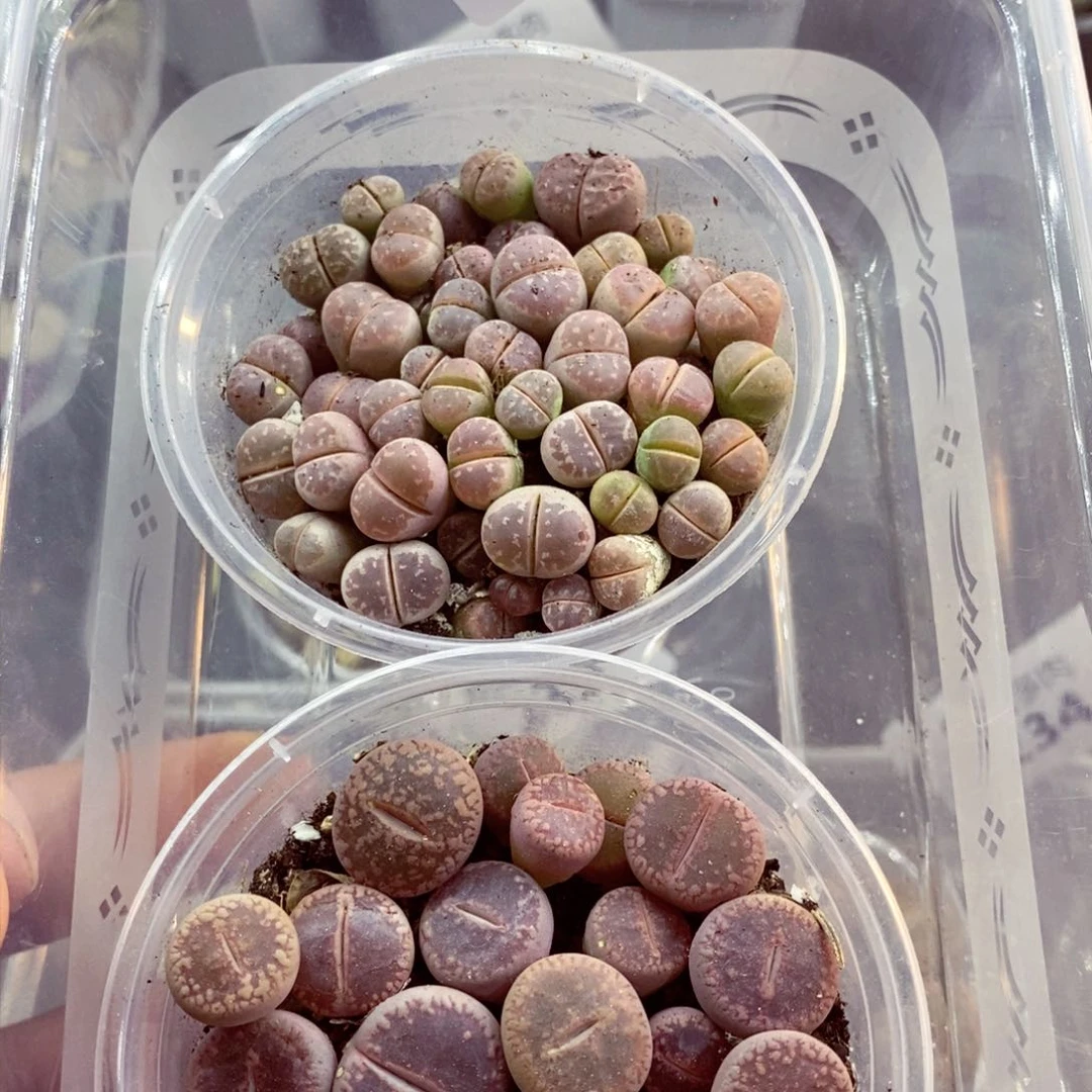 我是一只小小鸟地域鬼的232