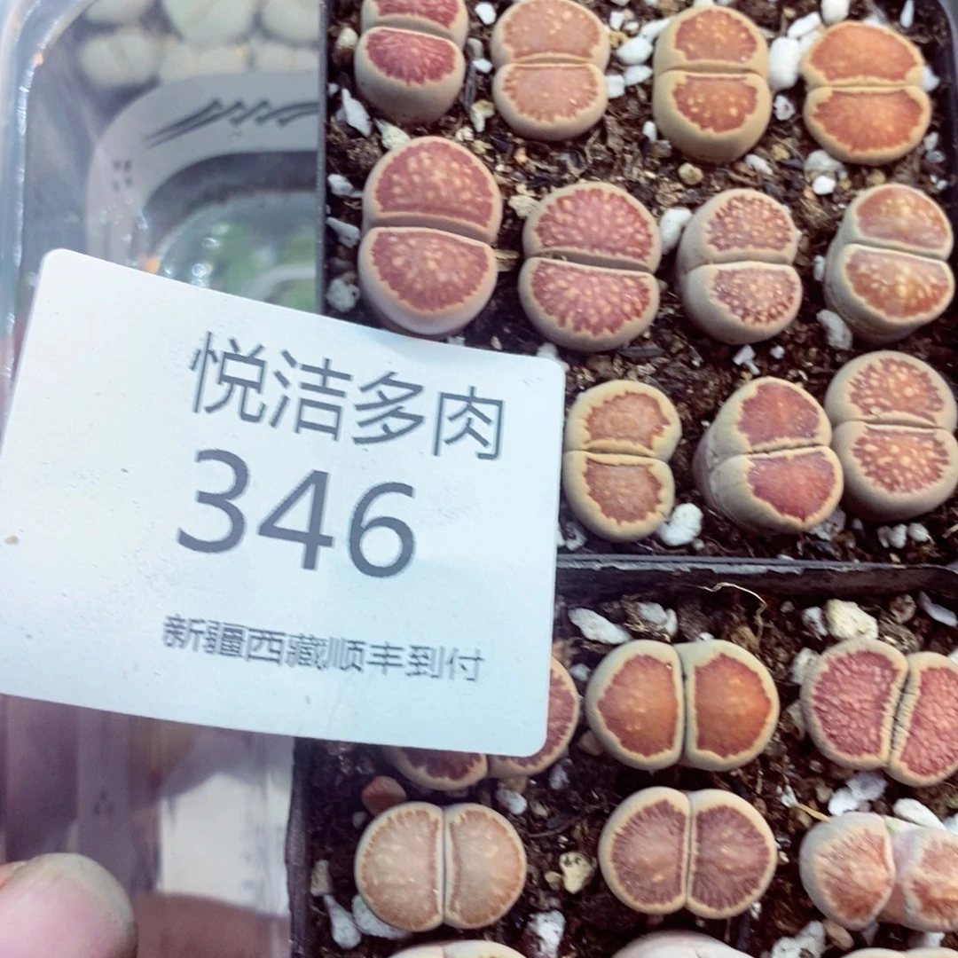 我是一只小小鸟地域鬼的346