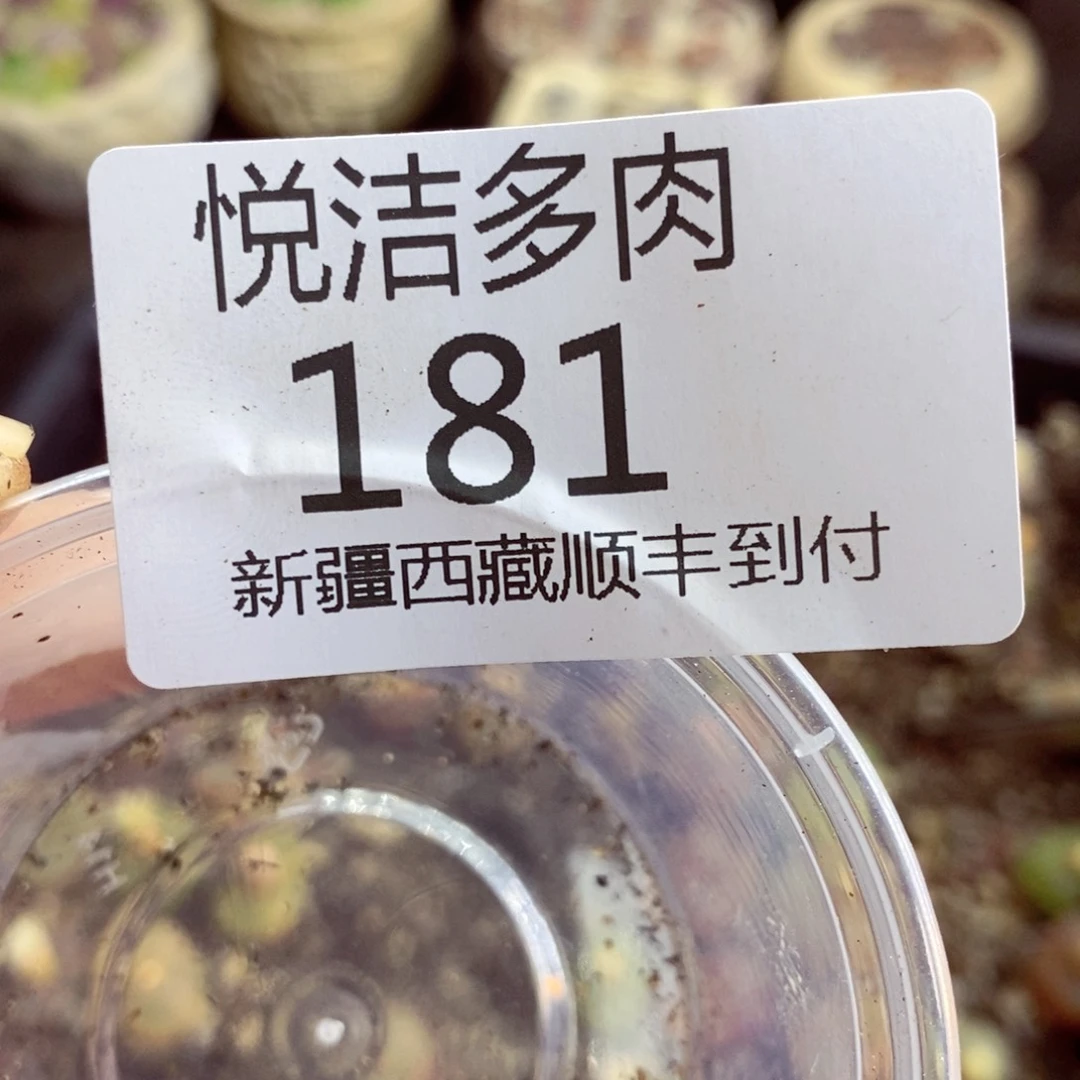 Q***n我是一只小小鸟地域鬼的181