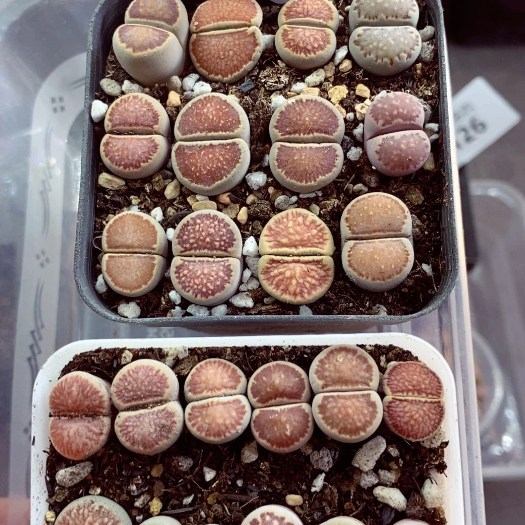 我也是很喜欢这个节目的088