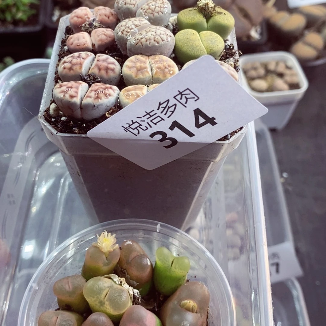 我的小姐姐们都是我的314