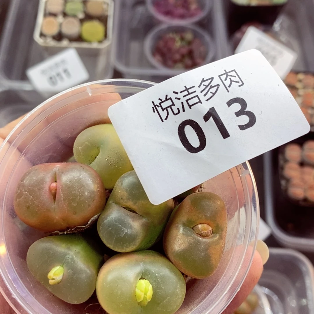 头*我的小姐姐们都是我的小可爱013