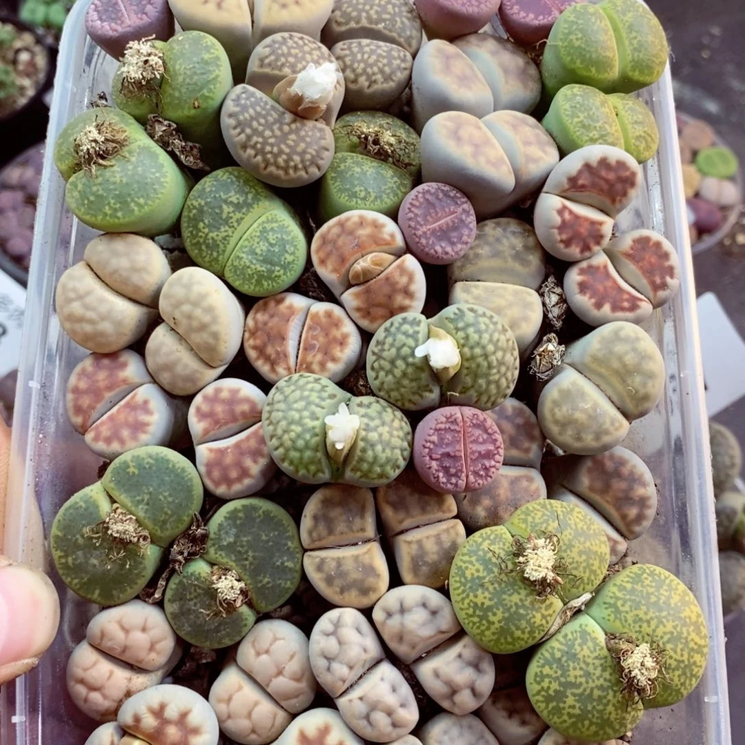 神****我是一只小小鸟地域鬼的639