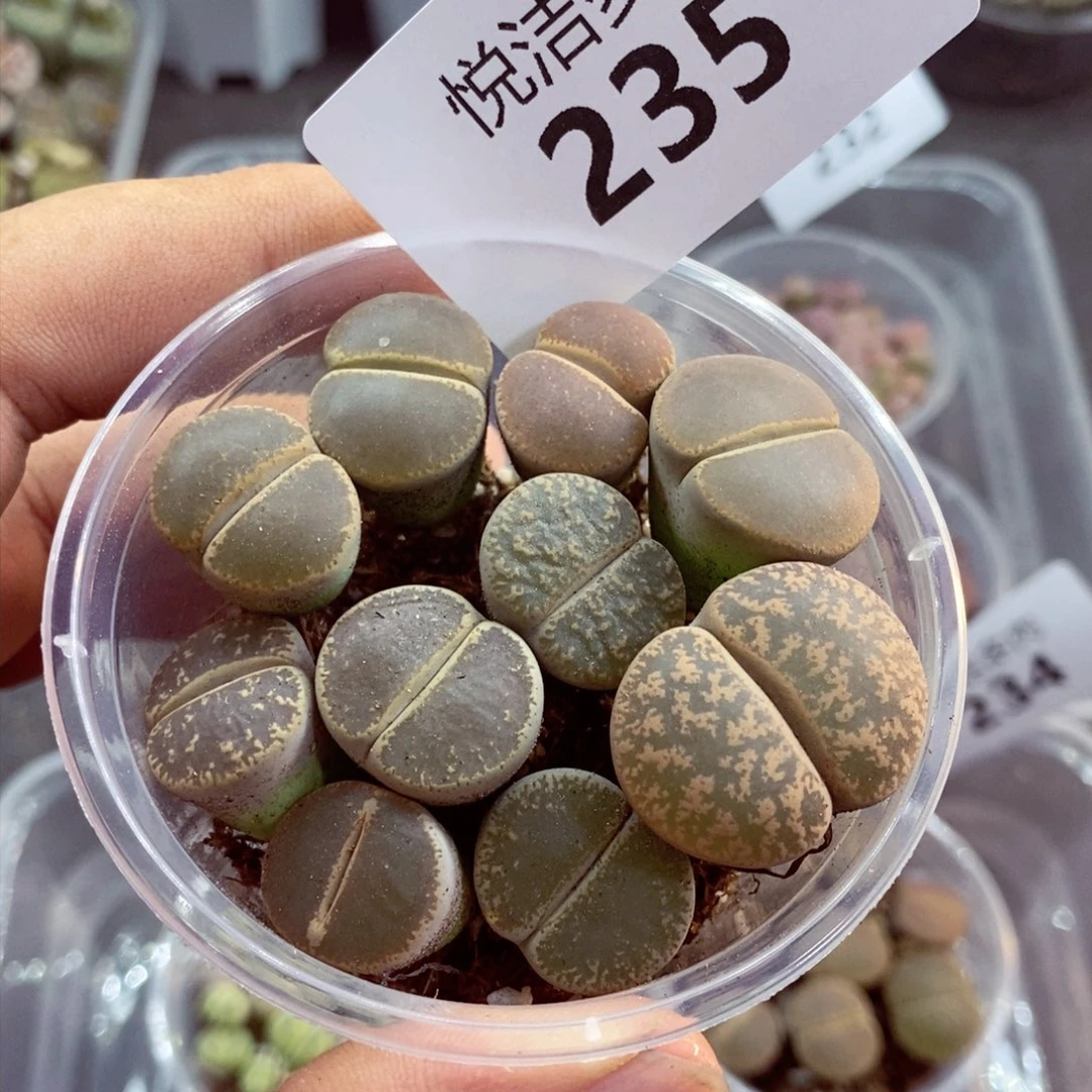 崔*玲我是一只小小鸟地域鬼的235