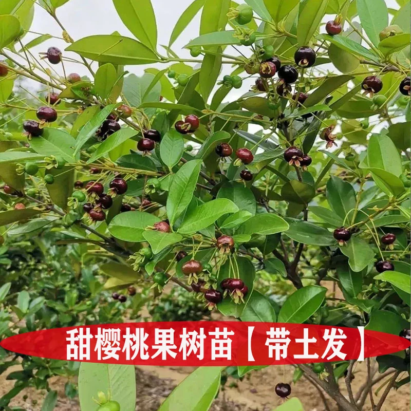 甜樱桃树苗合适庭院阳台盆栽地栽种植