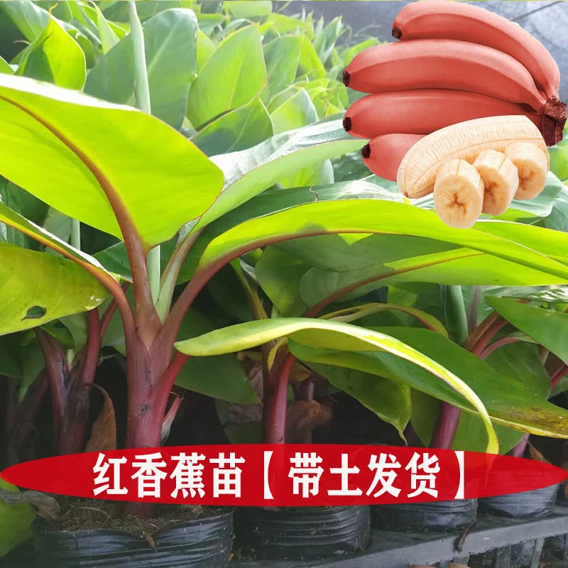 香蕉苗红香蕉苗粉蕉苗苹果蕉苗皇帝蕉苗中焦苗威廉香蕉苗桂蕉苗