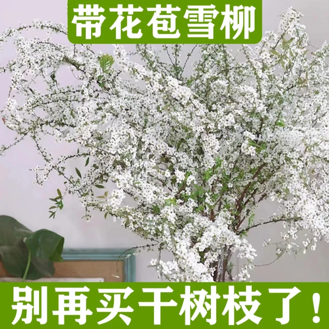 【6.9-20支】雪柳干花永生花盆栽水养开花水培雪花花卉遇水枯木绿植
