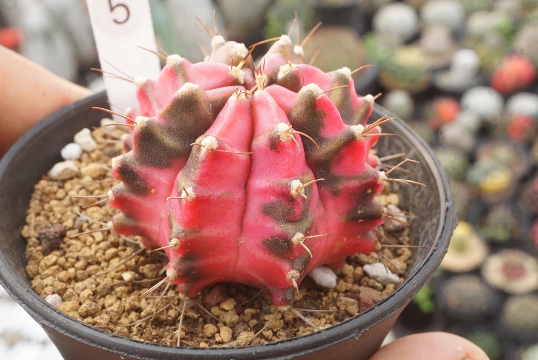 锁石多肉5号实生泰系粉钻4.5公分裸根发货不带盆土