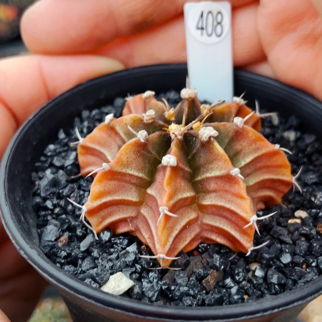 非偏远地区25包邮仙人球