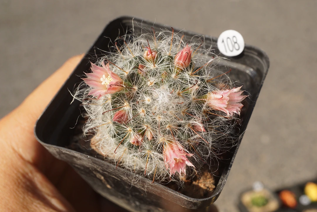 锁石多肉108号白云高沙量拍