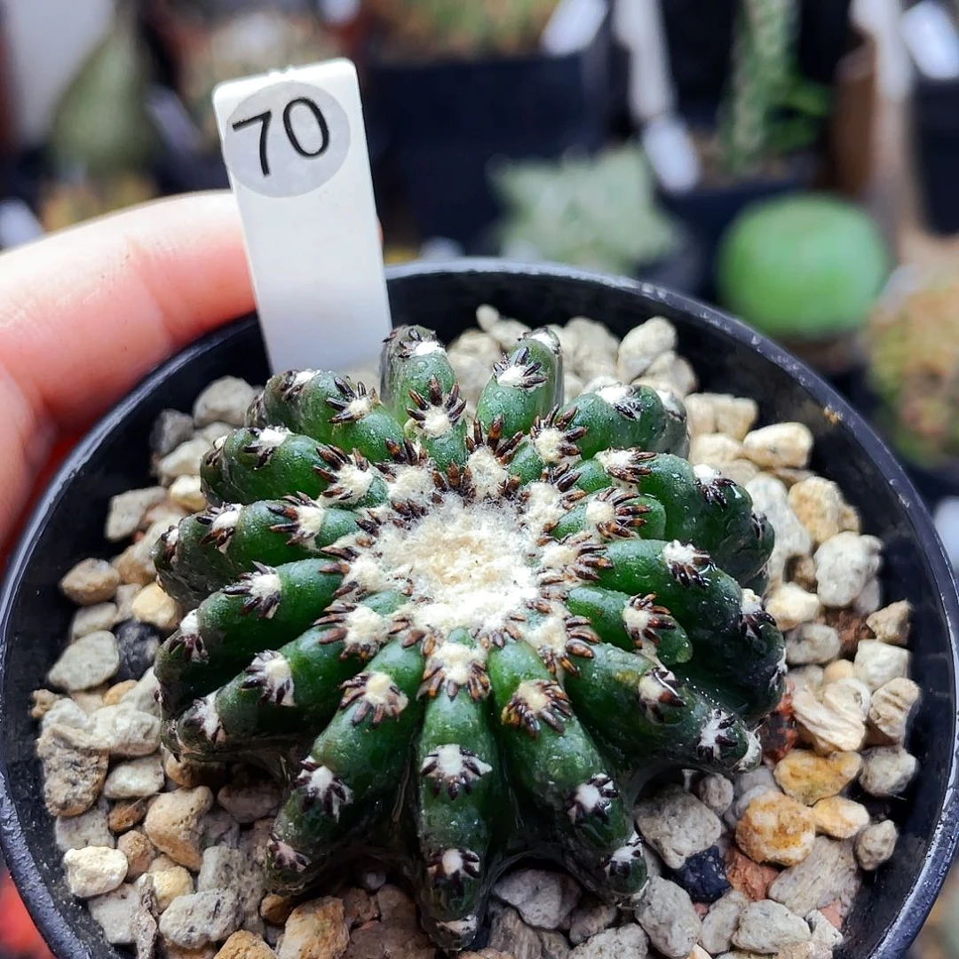 仙人球仙人球仙人球