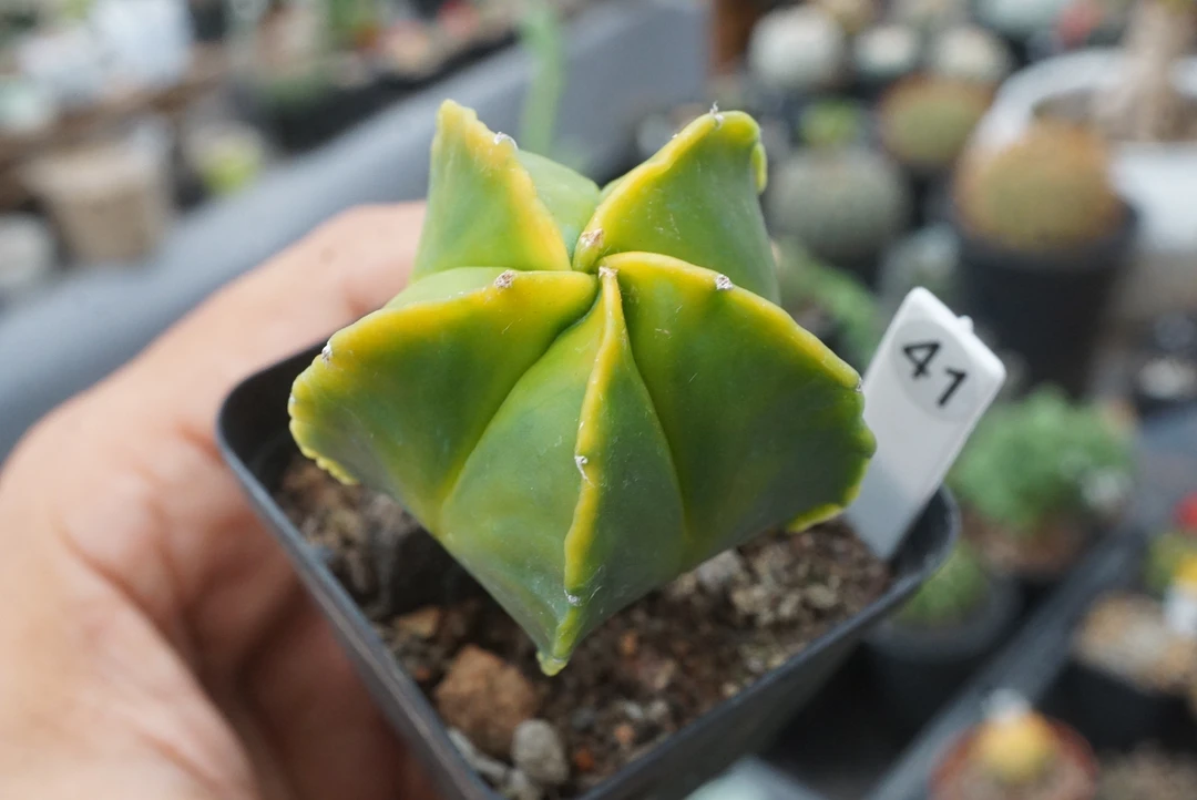 锁石多肉41号红叶锦4公分实生