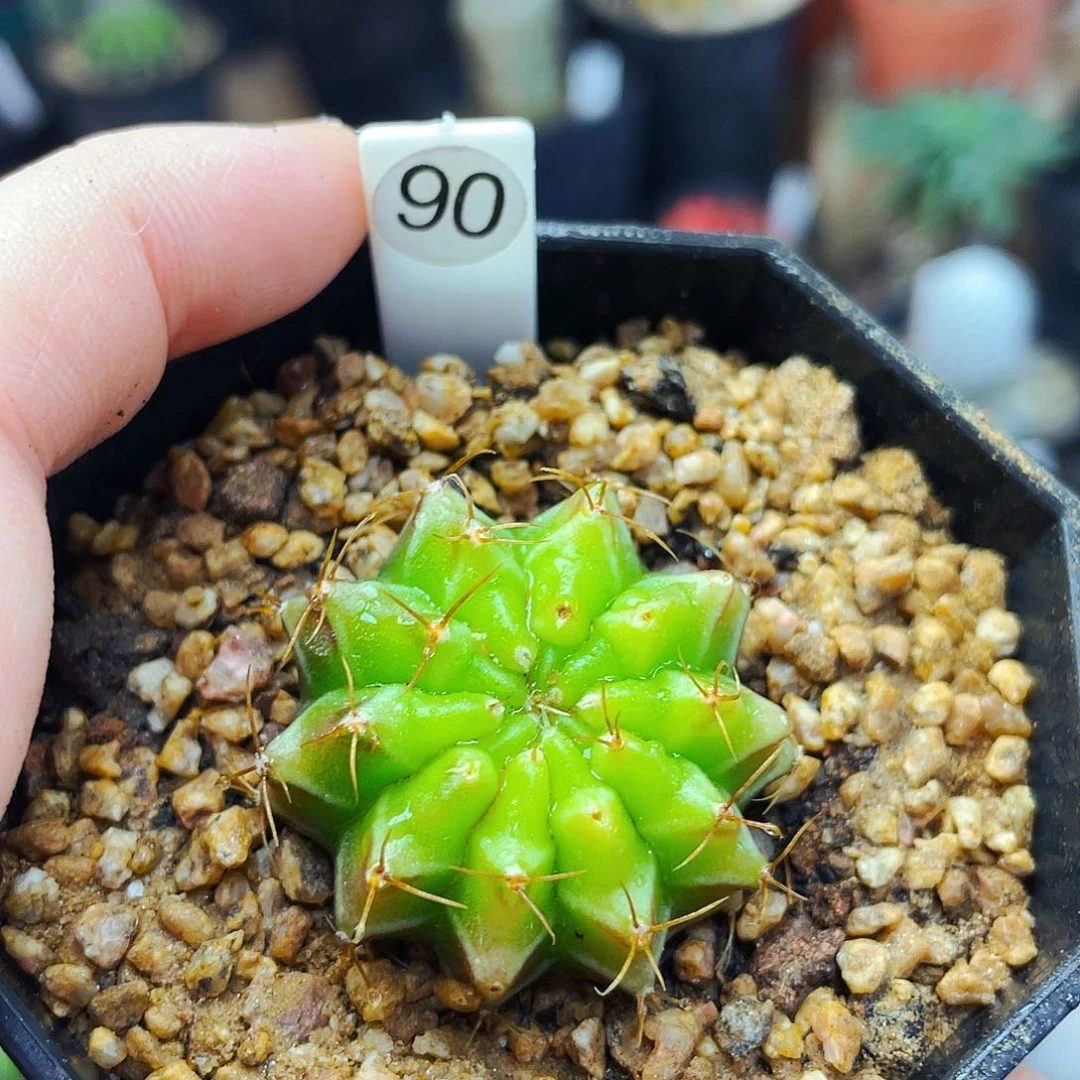 非偏远地区25包邮仙人球