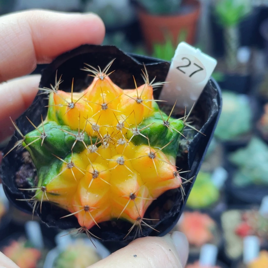 仙人球仙人球仙人球