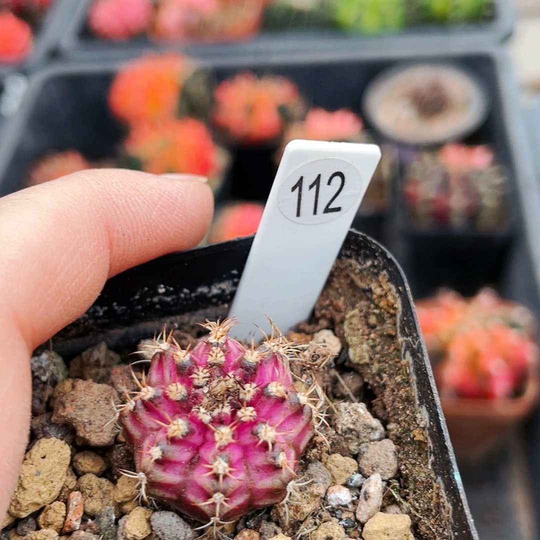 非偏远地区25包邮仙人球