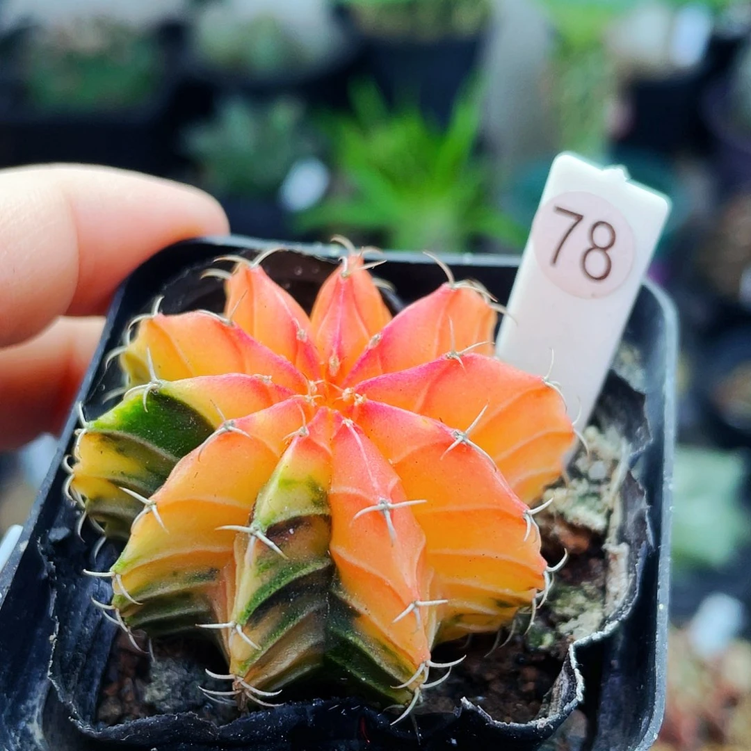 米*子仙人球仙人球仙人球