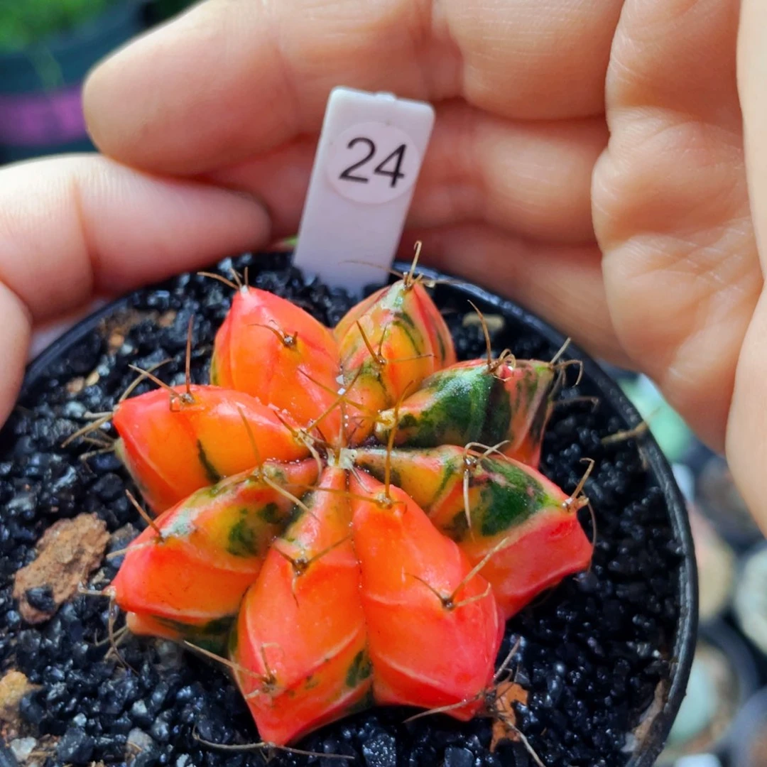 仙人球仙人球仙人球