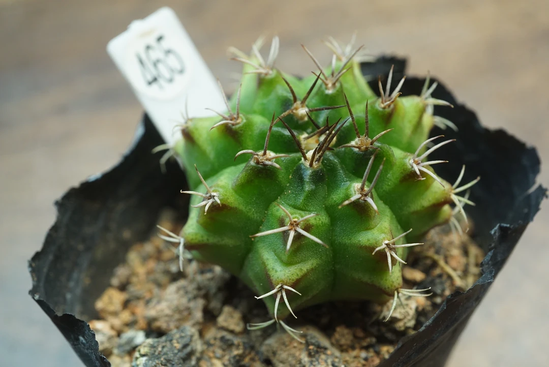 锁石多肉皮色米哈随机一颗3公分