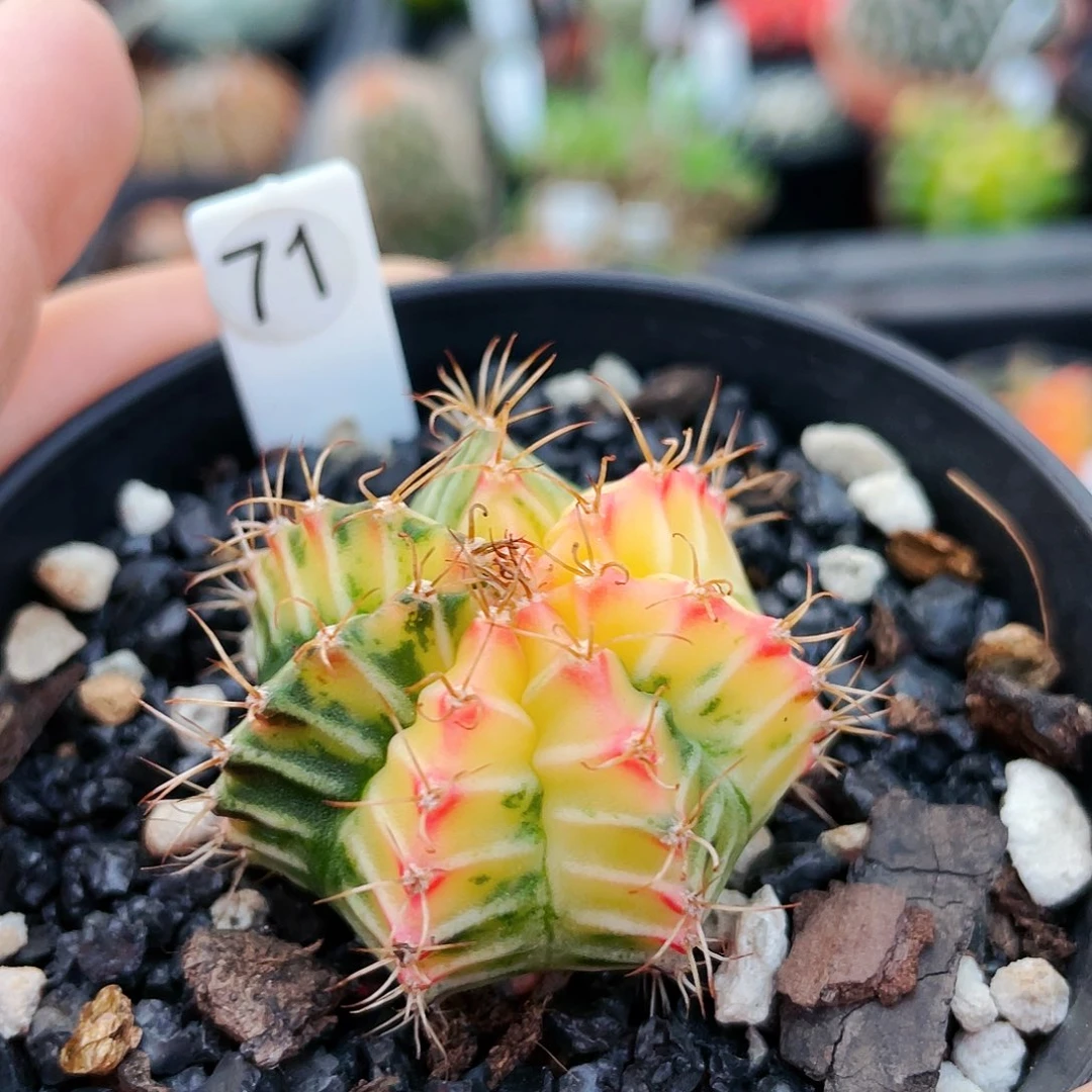 非偏远地区满25包邮仙人球