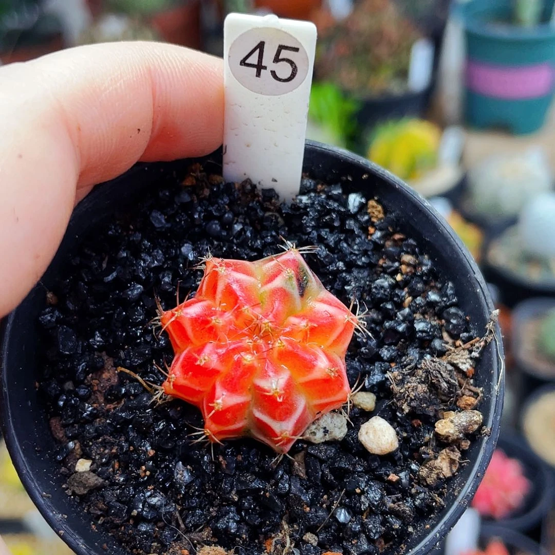 ?****非偏远地区满25包邮仙人球2.5cm