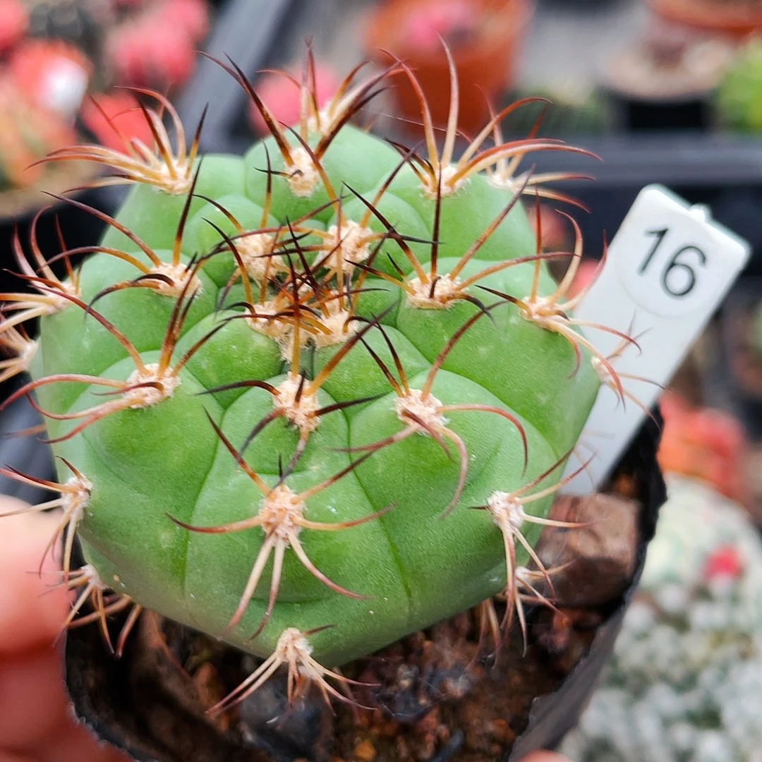 非偏远地区满25包邮仙人球