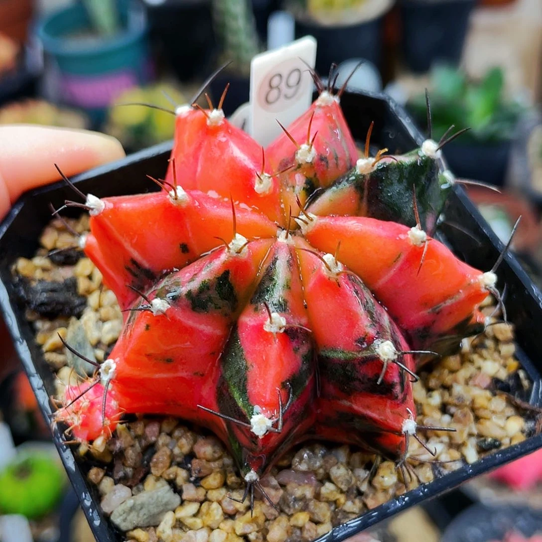 非偏远地区25包邮仙人球