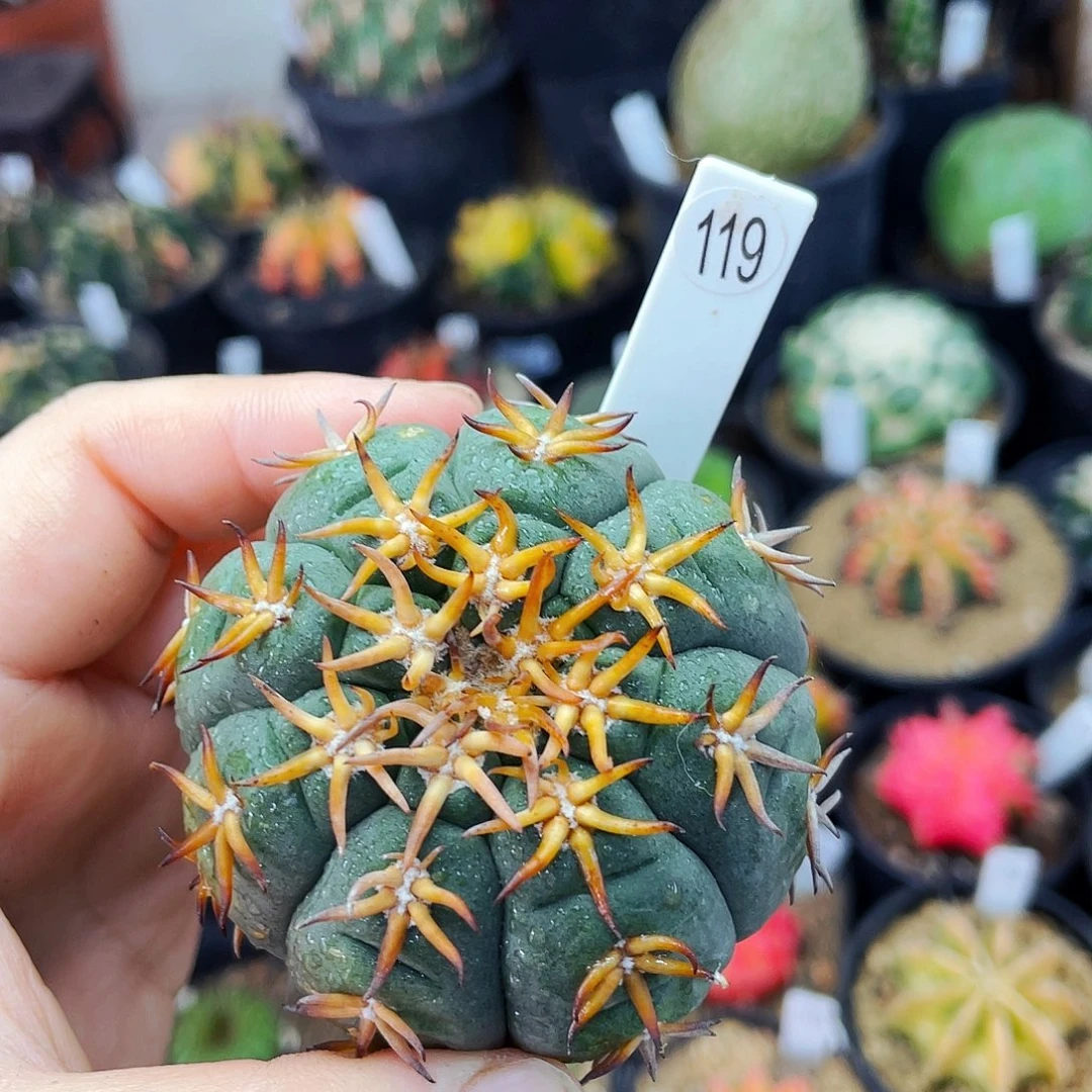 仙人球仙人球仙人球