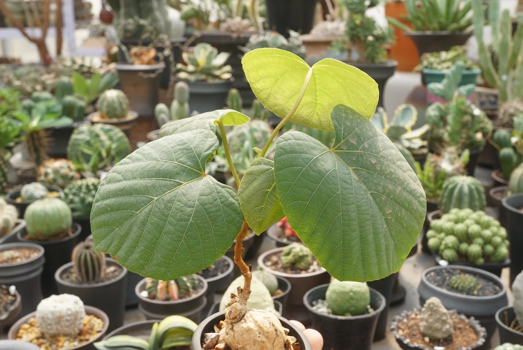 锁石多肉泰国葡萄块根裸根发货不带盆土