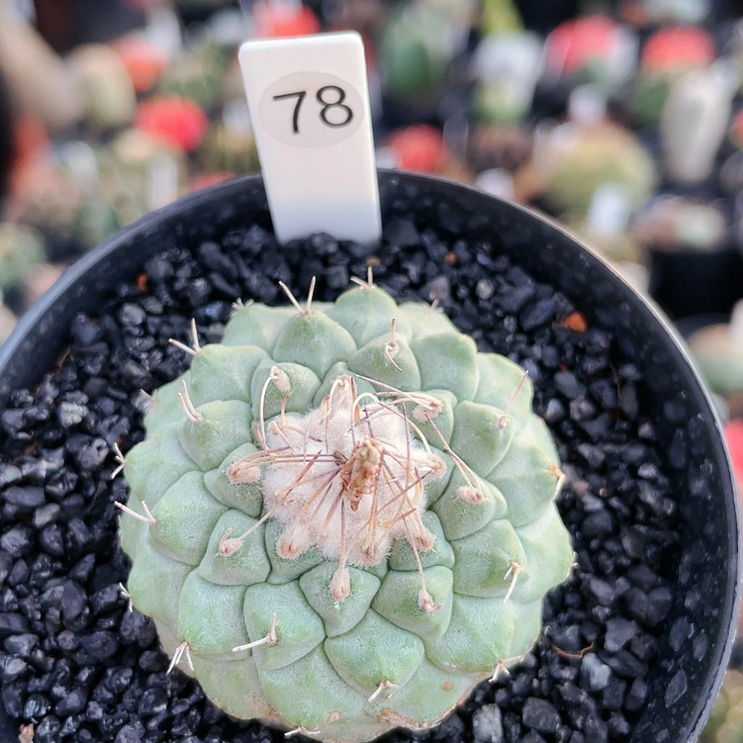 4.2cm 非偏远地区25包邮仙人球