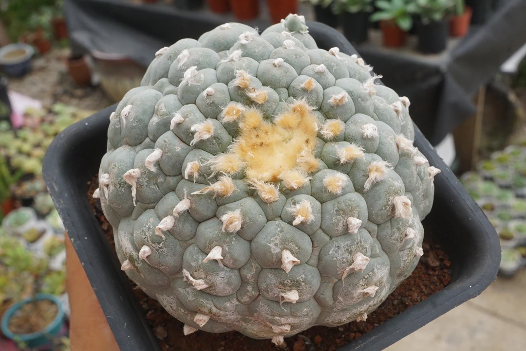 锁石多肉13棱大尤银鱼自根