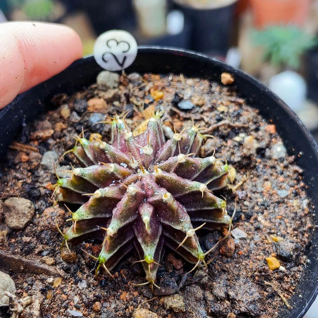 非偏远地区25包邮仙人球