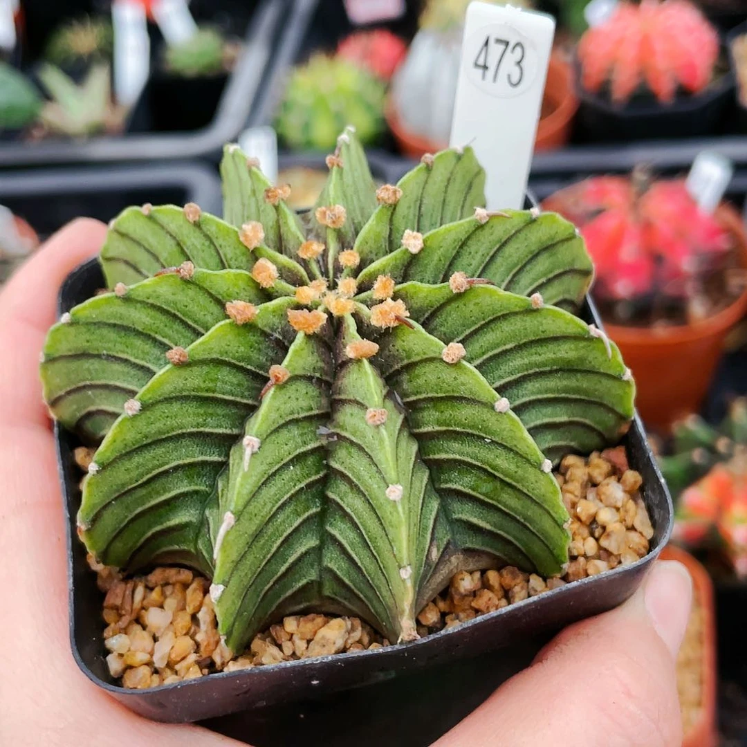 非偏远地区25包邮仙人球