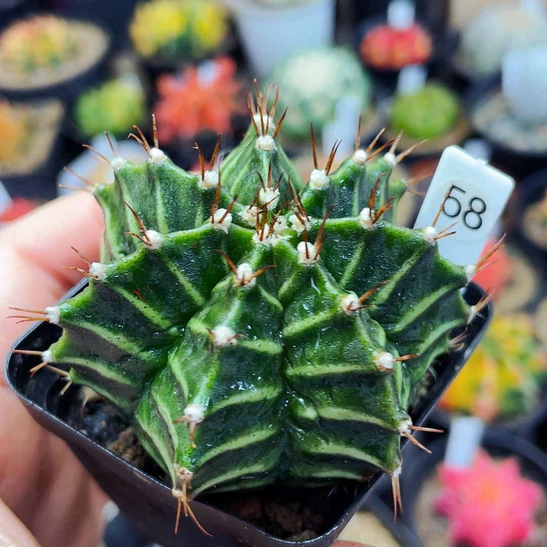 非偏远地区满25包邮仙人球