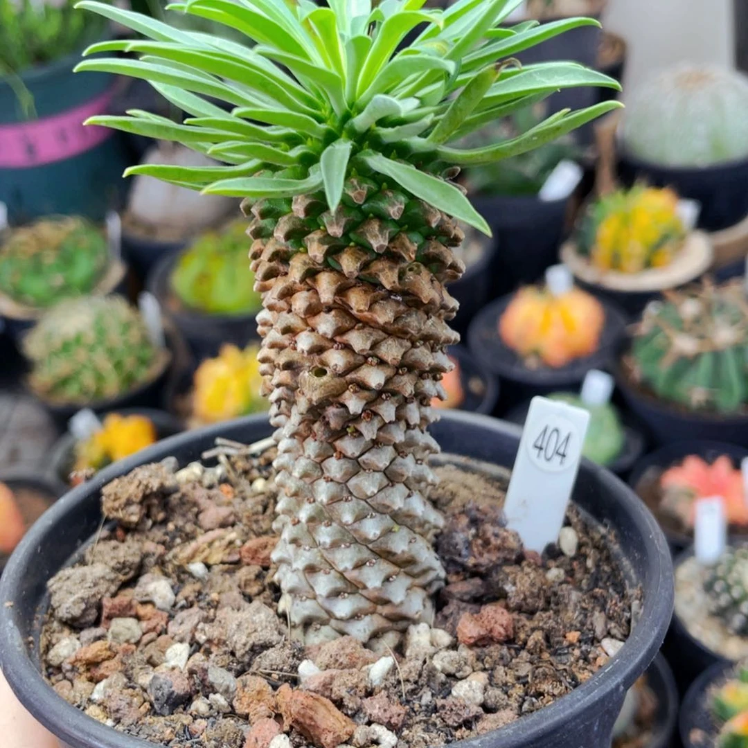 仙人球仙人球仙人球