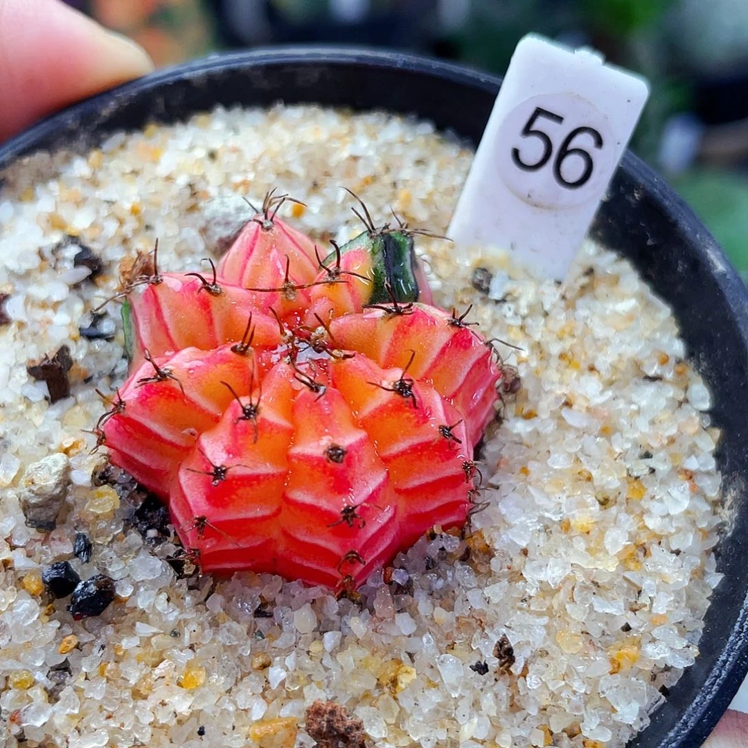 仙人球仙人球仙人球