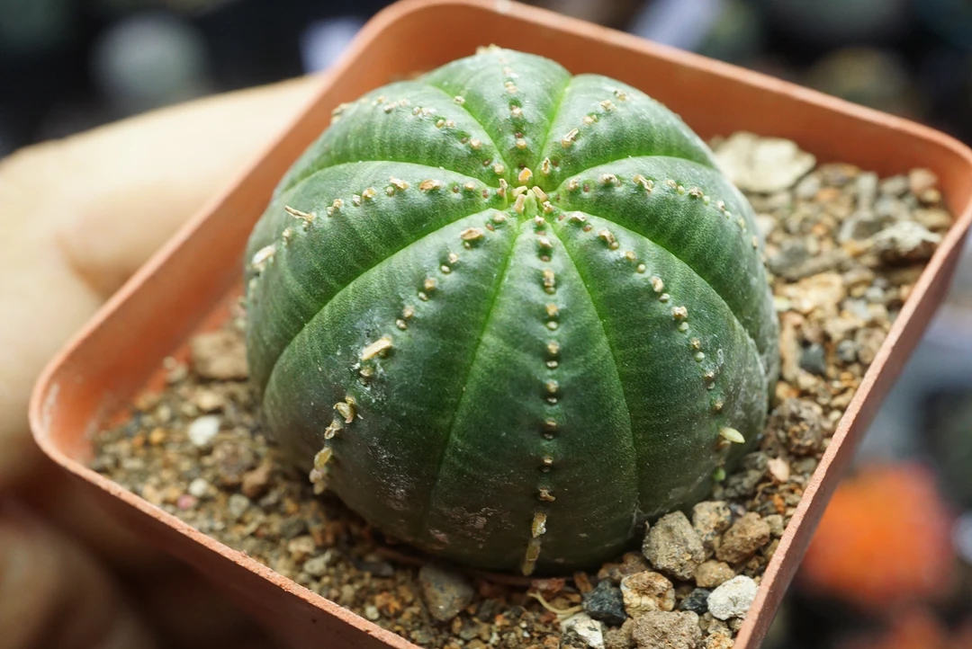 锁石多肉量拍布纹球3公分沙生植物