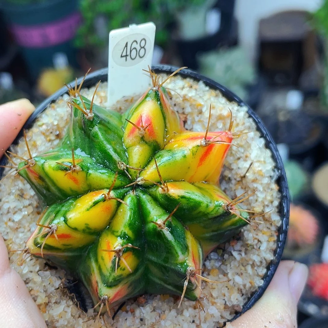 仙人球仙人球仙人球