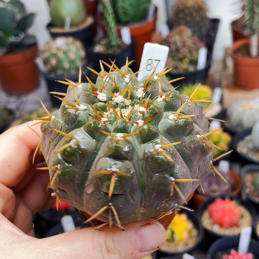 非偏远满25包邮仙人球