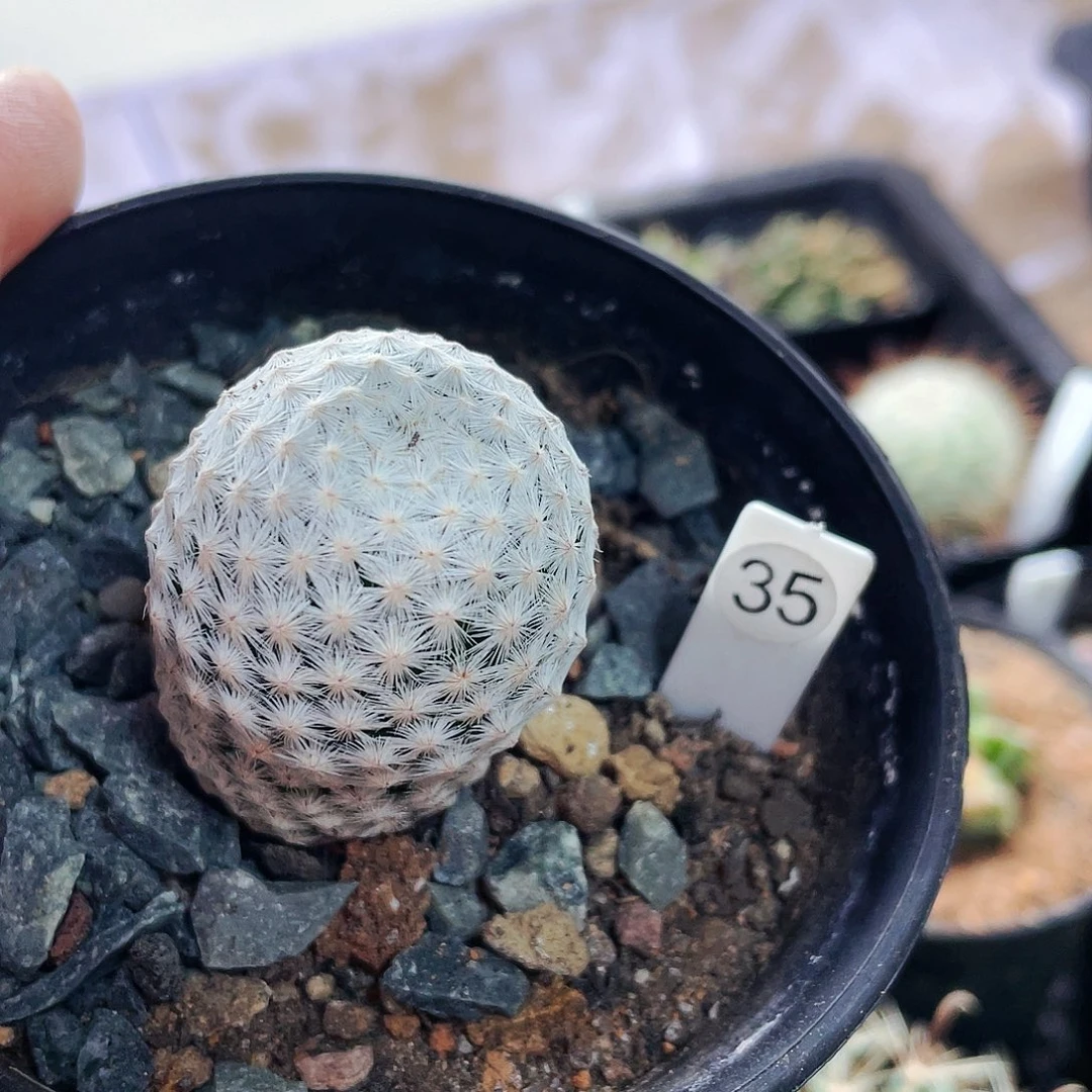 仙人球仙人球仙人球