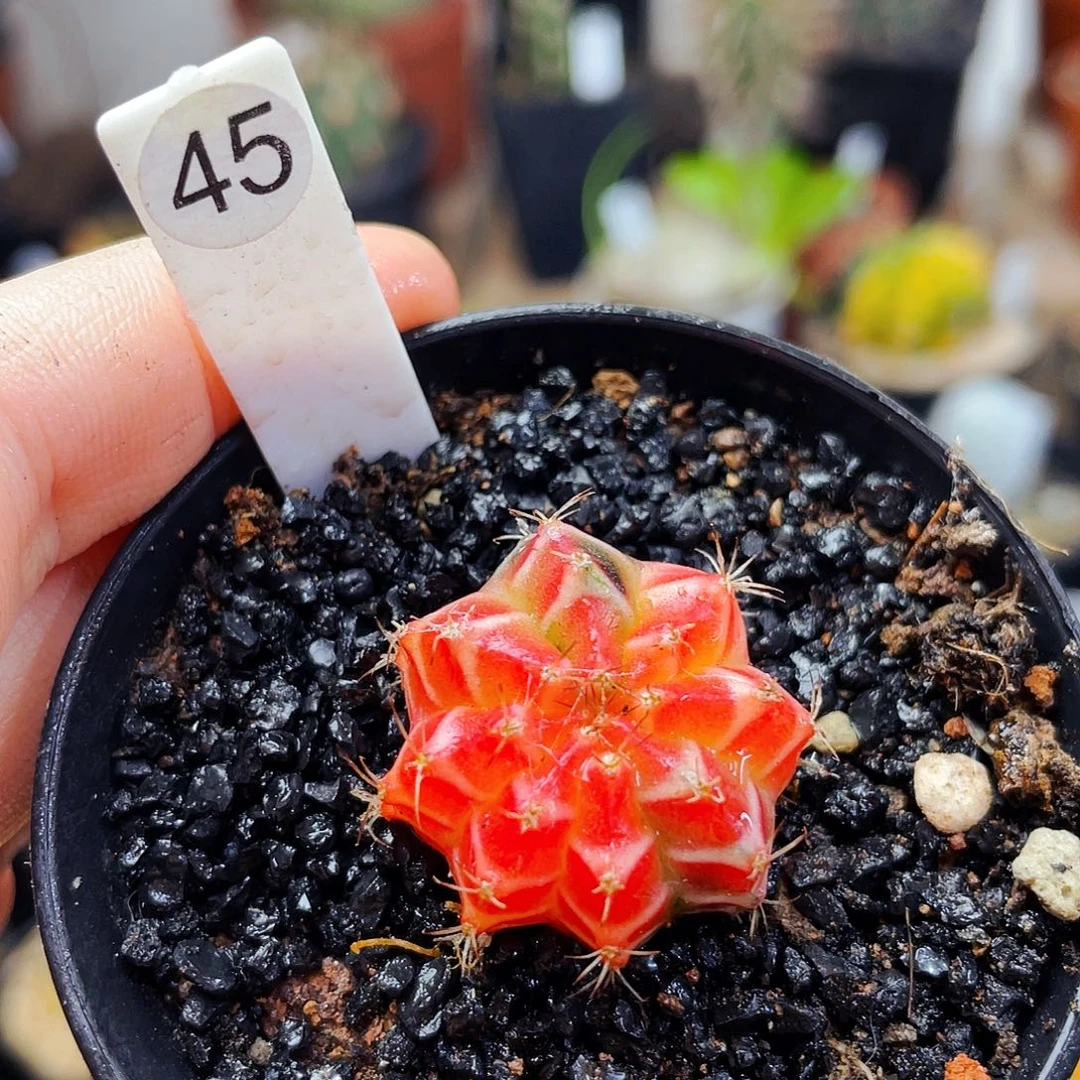 非偏远地区满25包邮仙人球2.5cm