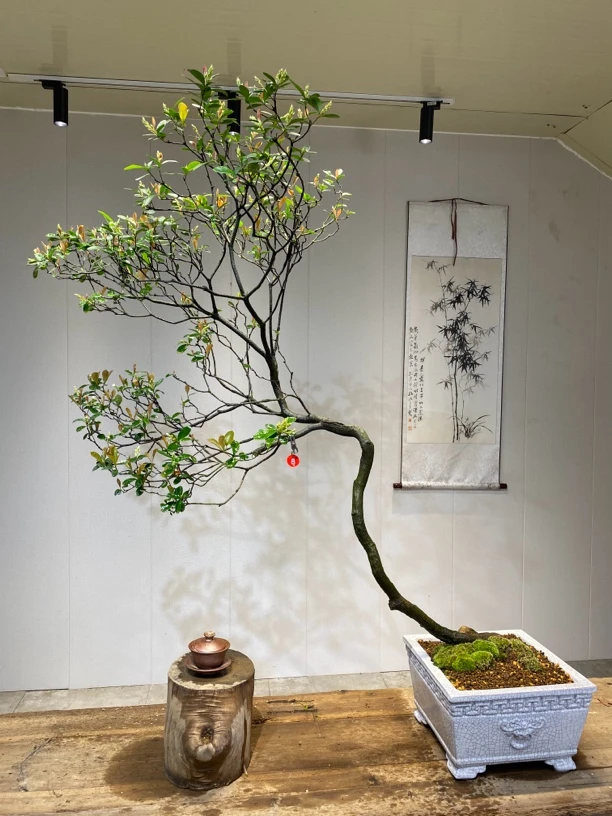 华艺盆景一物一拍（海岛春花石斑木）