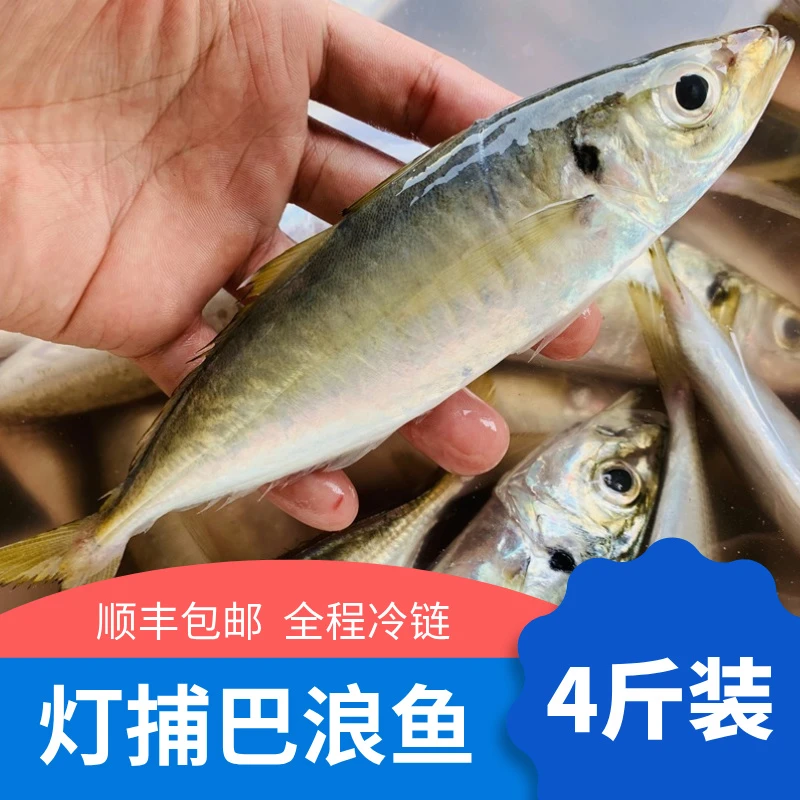 艾秀宸品海鲜东山岛巴浪鱼 新鲜冷冻灯捕巴浪鱼鲜活竹荚鱼 70-90g