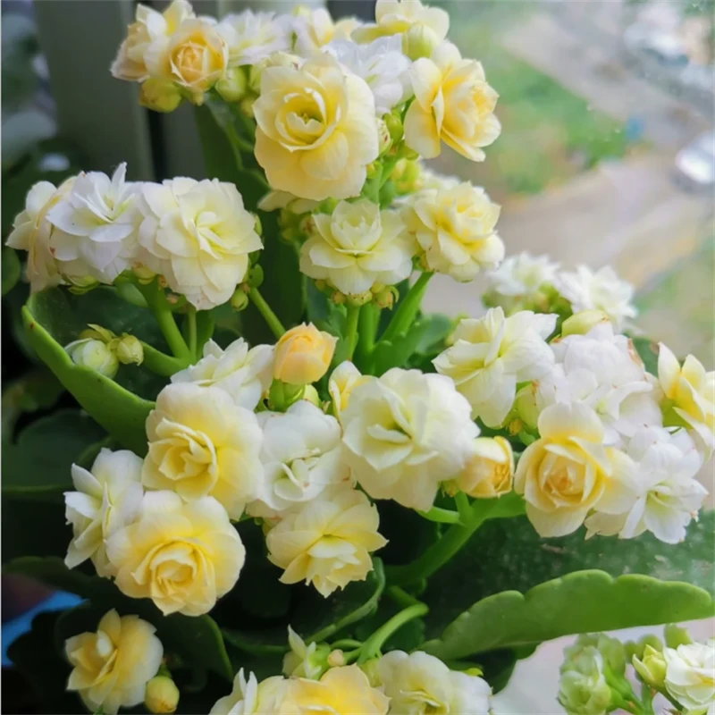 110大盆【香草冰激凌】~稀有重瓣大花苞长寿