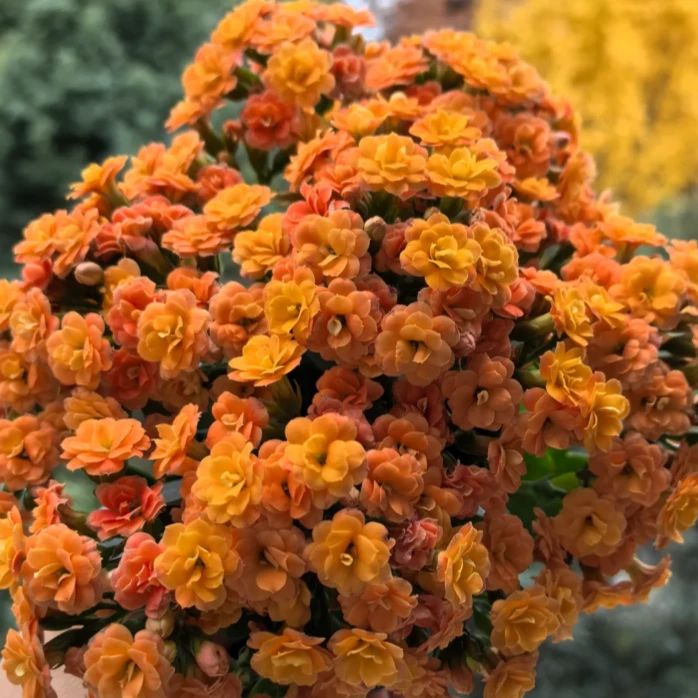 120杯【里约】盆栽重瓣带花苞懒人花卉