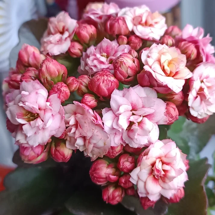 130盆【快乐星球】精品盆栽重瓣全花苞室内养殖懒人花卉